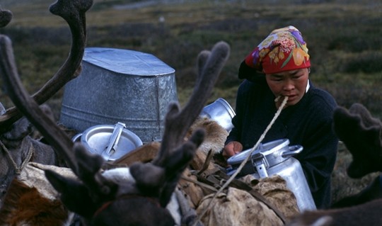 mongolia reindeer