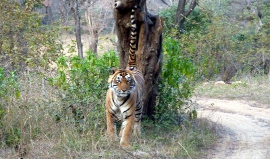 tigert24 ranthaa 27jan2011